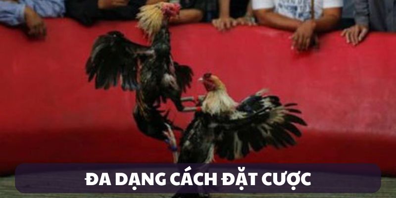 Đa dạng kèo cược đá gà kubet