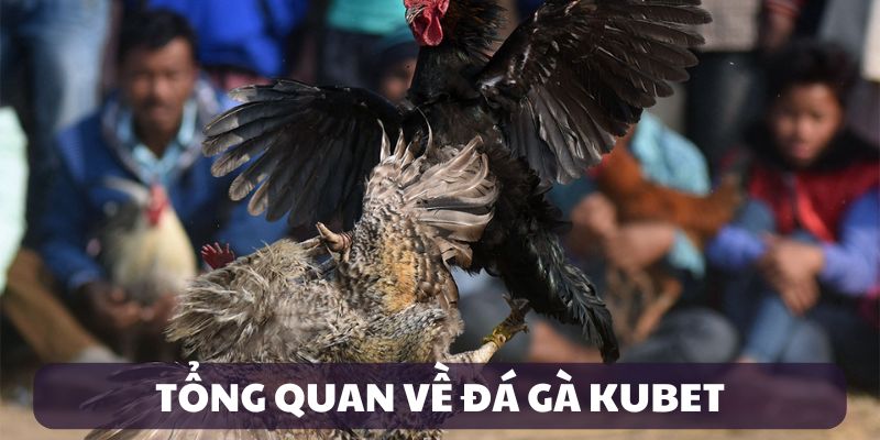 Giới thiệu đá gà Kubet