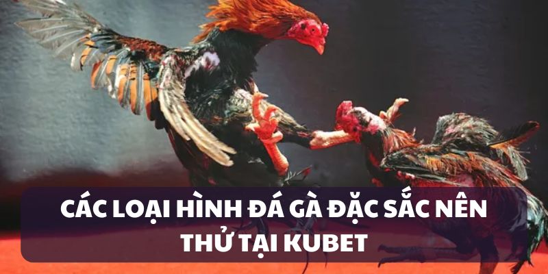 Các loại hình đá gà kubet