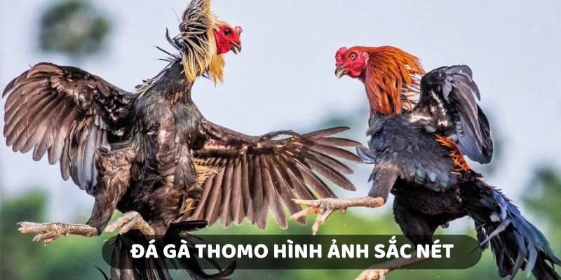 Các trận đấu được nhà cái KUBET trực tiếp với hình ảnh sắc nét