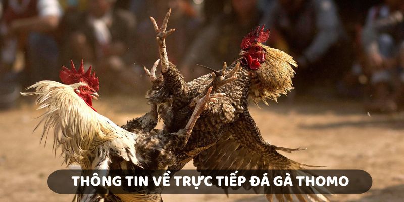 Các thông tin về Trực Tiếp Đá Gà Thomo tại KUBET 